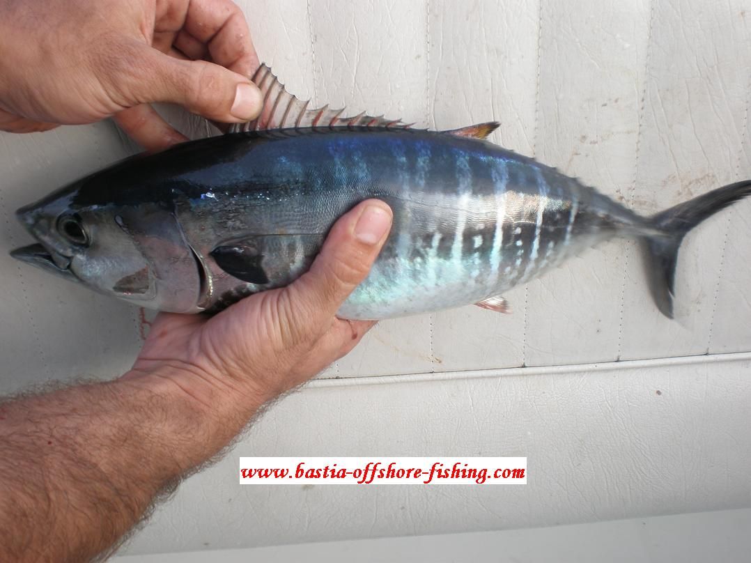 Thon rouge de l'Atlantique • Thunnus thynnus • Fiche poissons